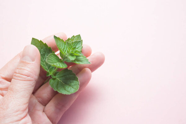 Female hand with a mint sprout on a light background with a copy space. The idea of skin care for female hands with natural cosmetics. Natural extract