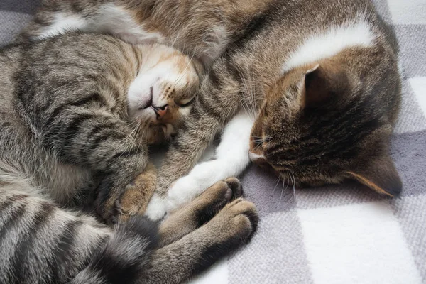 Tabby Cats Está Durmiendo Sobre Fondo Claro Cerca — Foto de Stock