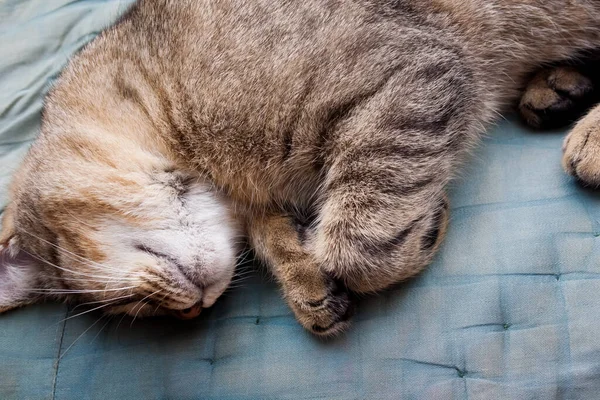 Tabby Kot Śpi Grreen Tle Zbliżenie — Zdjęcie stockowe