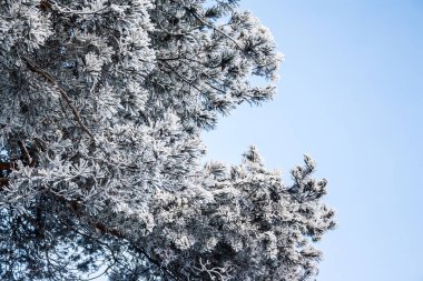 Açık mavi gökyüzü arkaplanı, kopyalama alanı olan karlı çam ağacı..