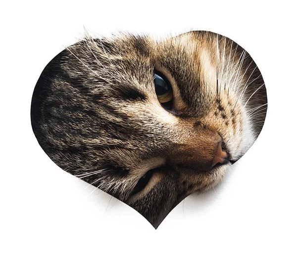 Isolated Heart Cat Valentine Day — Stock Photo, Image