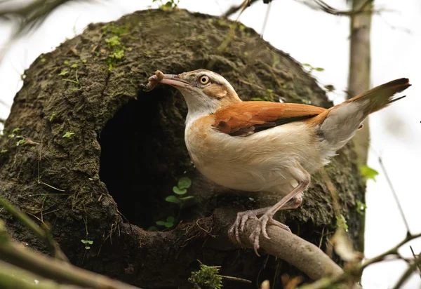Nest solucanı ile Pasifik hornero