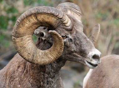 Bighorn koyun ram