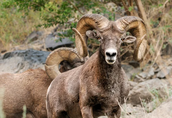 Bighorn Sheep Rams în Hell 's Canyon of Snake River — Fotografie, imagine de stoc