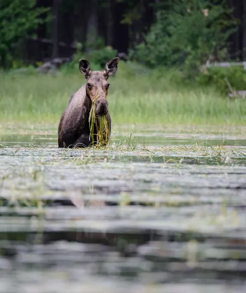 Moose mangiare erba in acqua — Foto Stock