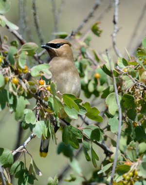 sedir ağacı meyveleri arasında ipekkuyruk