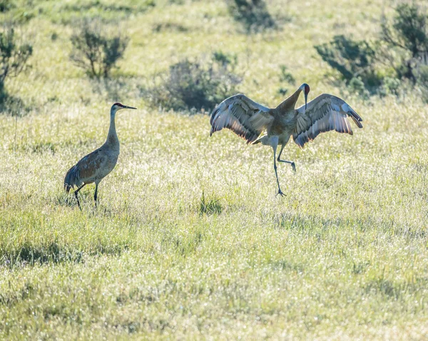 Χορός ζευγαρώματος sandhill οι γερανοί — Φωτογραφία Αρχείου