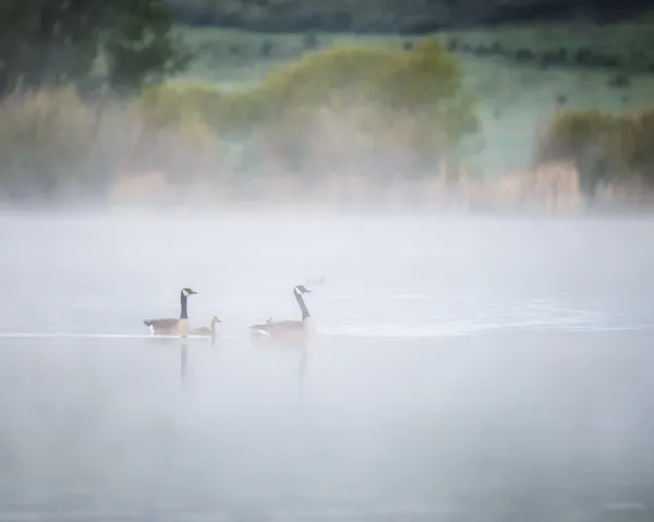 Canada Geese with Goslings in Morning Fog on Lake — Stock Photo, Image