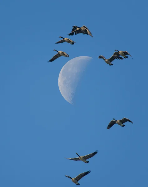 Kanada kazlar moon ile sinek