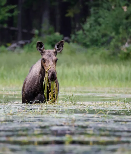 Moose gras eten in vijver — Stockfoto