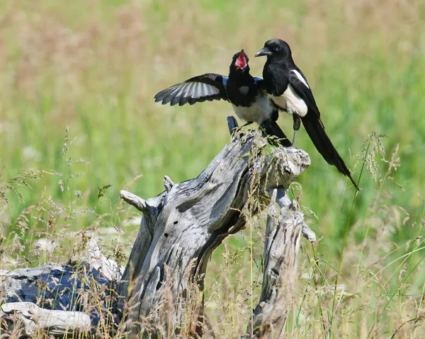 Magpies üzerinde ağaç kütüğü