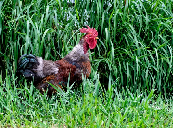 Coq dans l'herbe — Photo