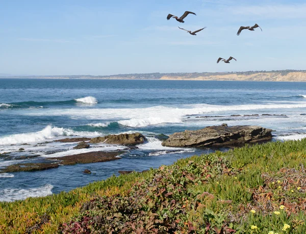 Bruine pelikanen vliegen boven branding op pacific beach — Stockfoto