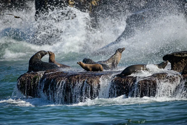 Sea Lions Juega en Crashing Surf — Foto de Stock