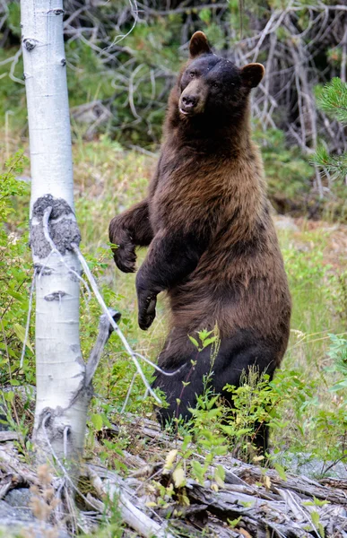 Stojící černý medvěd — Stock fotografie