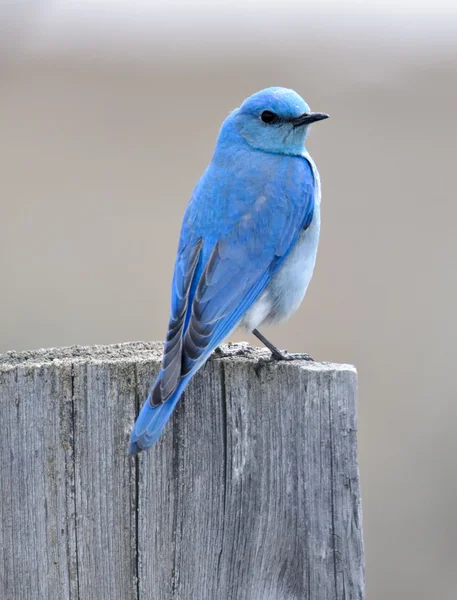 Uccello azzurro di montagna Immagini Stock Royalty Free