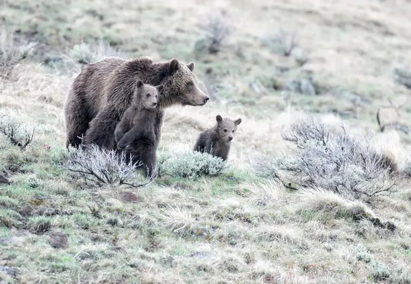 Orso grizzly con due cuccioli — Foto Stock