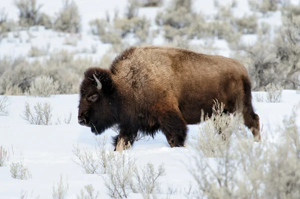 Bison verplaatsen door sneeuw — Stockfoto