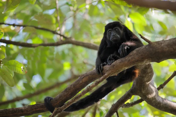 Howler macaco na árvore — Fotografia de Stock