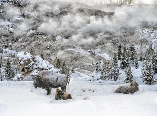 Bison en stoom in de yellowstone winter — Stockfoto