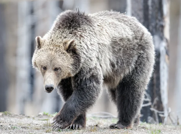 Niedźwiedź Grizzly spacery w lesie — Zdjęcie stockowe