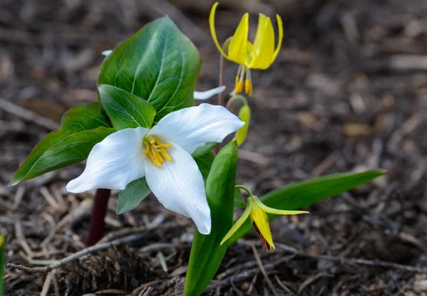 Trillium and Glacier Lily — Stock Photo, Image