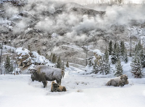 Bison and Steam in Yellowstone Winter Stock Photo