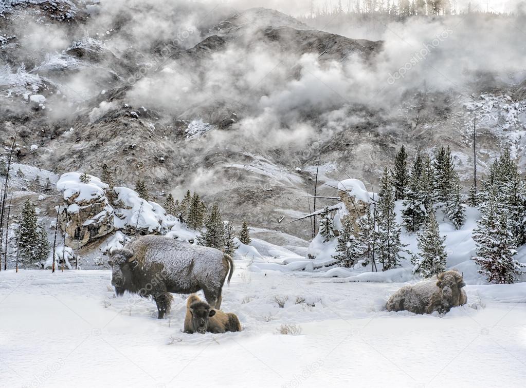 Bison and Steam in Yellowstone Winter