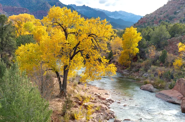 Cottonwood Árbol junto al río — Foto de Stock