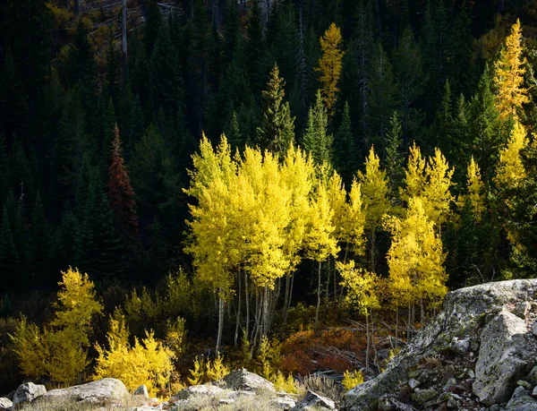 Fall Aspens and Tamaracks — Stock Photo, Image