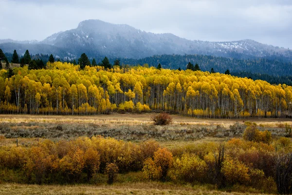 Aspens and Mountains — Stock Photo, Image