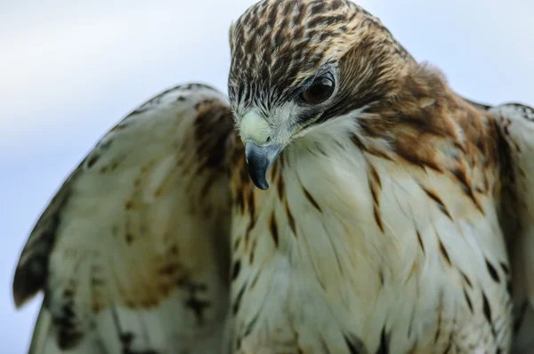 Red-shouldered Hawk — Stock Photo, Image