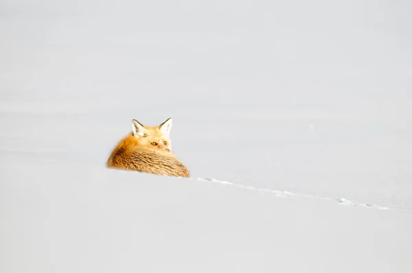 Röd räv i snö — Stockfoto