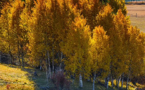 Aspens in Autumn — Stock Photo, Image