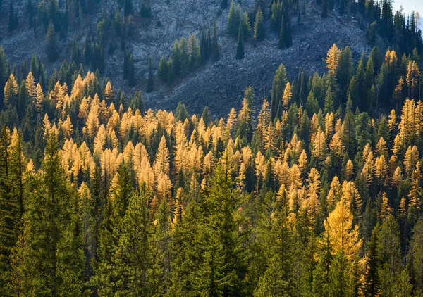 Tamaracks en otoño — Foto de Stock