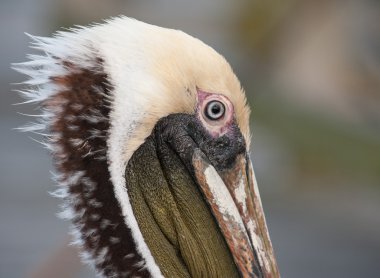Pelikan portre
