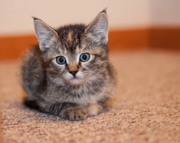 Gatito con copetudo orejas y grandes ojos — Foto de Stock