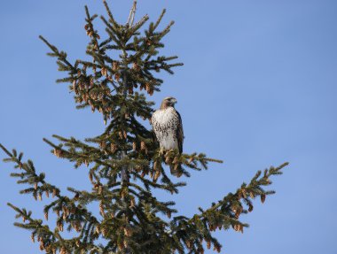 yaprak dökmeyen ağaç içinde kırmızı - kuyruklu şahin