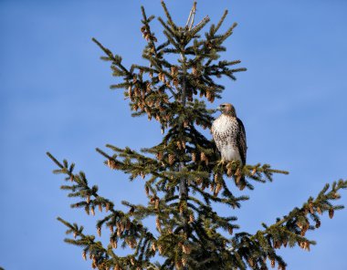yaprak dökmeyen ağaç içinde kırmızı - kuyruklu şahin