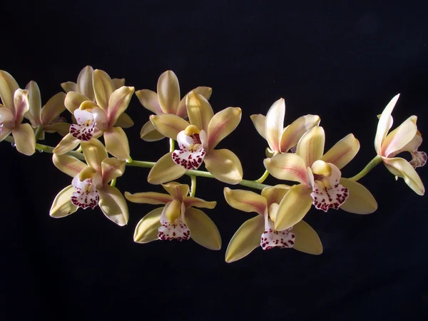 Orquídea de Cymbidium — Fotografia de Stock