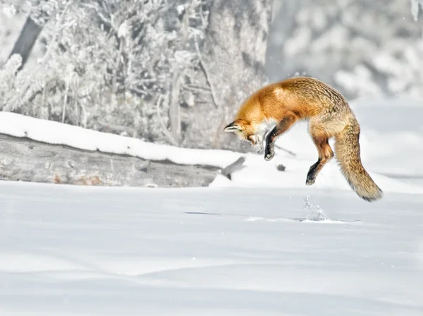 Red fox skoky — Stock fotografie