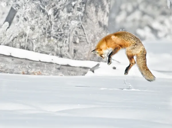 Red Fox Jumps Stock Photo