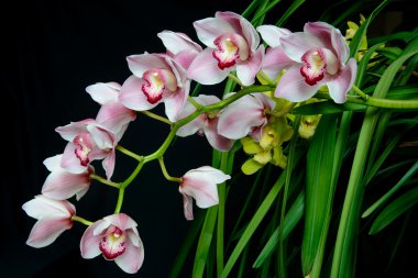Cymbidium orkide