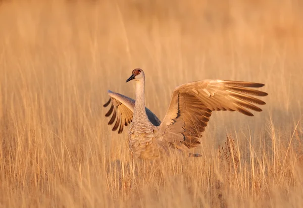 Guindaste Sandhill em grama de outono — Fotografia de Stock