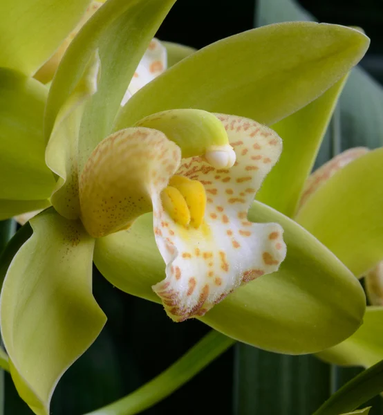 Orquídea de Cymbidium — Fotografia de Stock