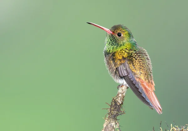 Fawn-breasted brilhante beija-flor — Fotografia de Stock