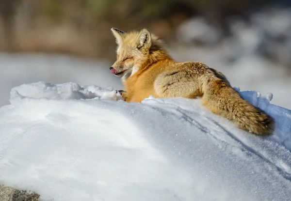 Volpe rossa nella neve — Foto Stock