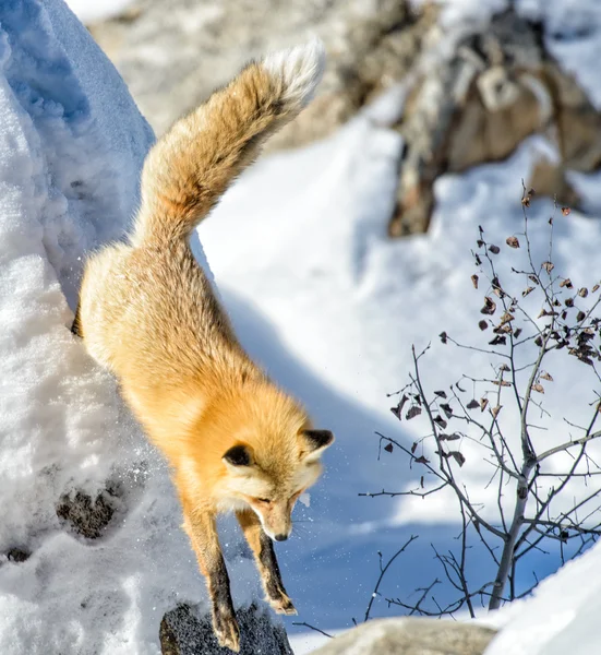 Fox hopp — Stockfoto