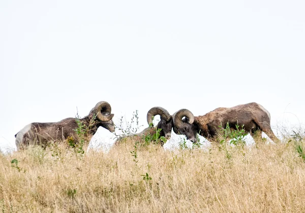 Bighorn Rams Battle — Fotografie, imagine de stoc