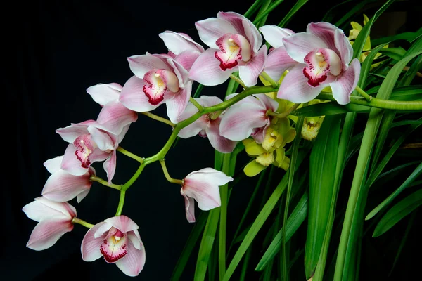 Orchidea del Cymbidium Foto Stock Royalty Free